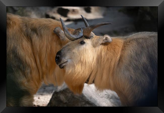 Tibetan Takin Goat-antelope Framed Print by Artur Bogacki