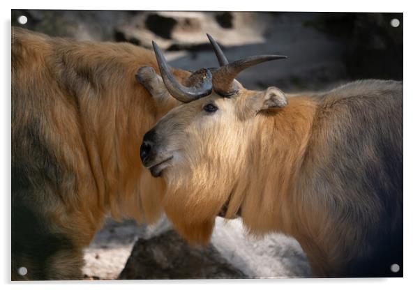 Tibetan Takin Goat-antelope Acrylic by Artur Bogacki