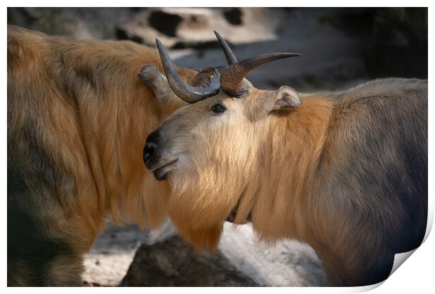 Tibetan Takin Goat-antelope Print by Artur Bogacki