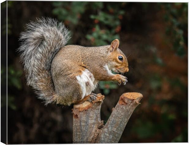 A squirrel standing on a branch Canvas Print by Lesley Moran