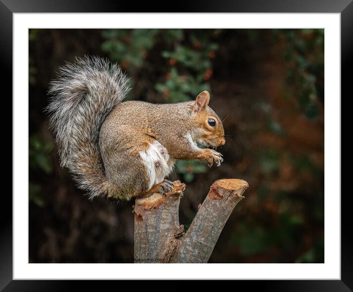 A squirrel standing on a branch Framed Mounted Print by Lesley Moran