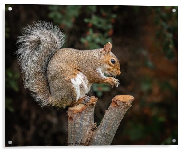 A squirrel standing on a branch Acrylic by Lesley Moran