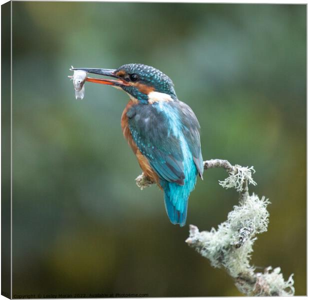 Kingfisher Catch Canvas Print by Lesley Moran