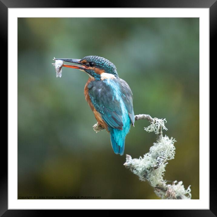 Kingfisher Catch Framed Mounted Print by Lesley Moran