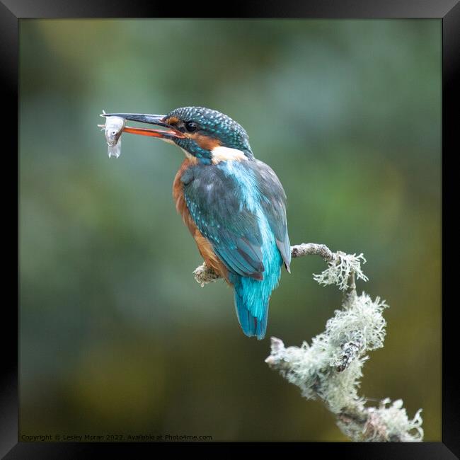 Kingfisher Catch Framed Print by Lesley Moran