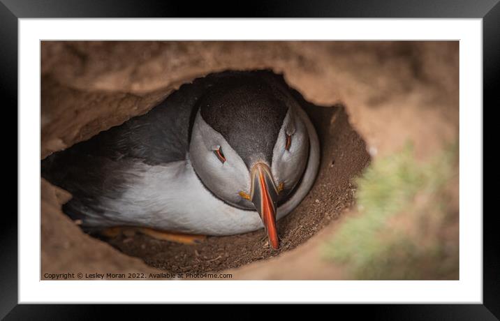Puffin in the Burrow Framed Mounted Print by Lesley Moran
