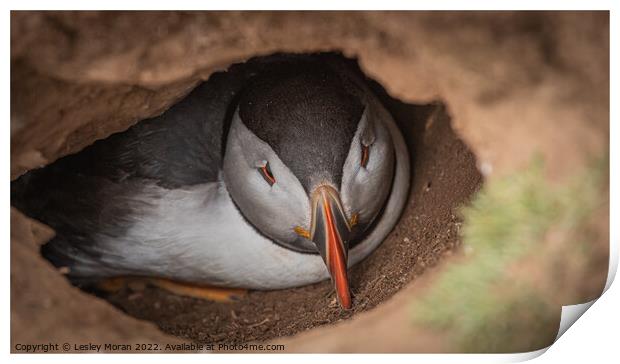 Puffin in the Burrow Print by Lesley Moran