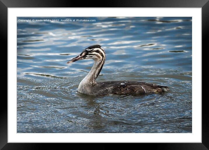 Juvenile Great Crested Grebe Framed Mounted Print by Kevin White