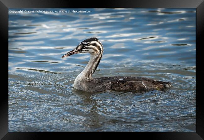 Juvenile Great Crested Grebe Framed Print by Kevin White
