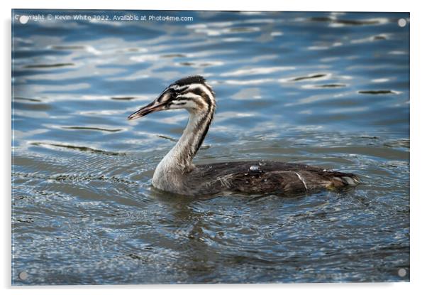 Juvenile Great Crested Grebe Acrylic by Kevin White