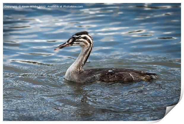 Juvenile Great Crested Grebe Print by Kevin White
