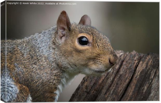 Grey Squirrel close up head shot Canvas Print by Kevin White