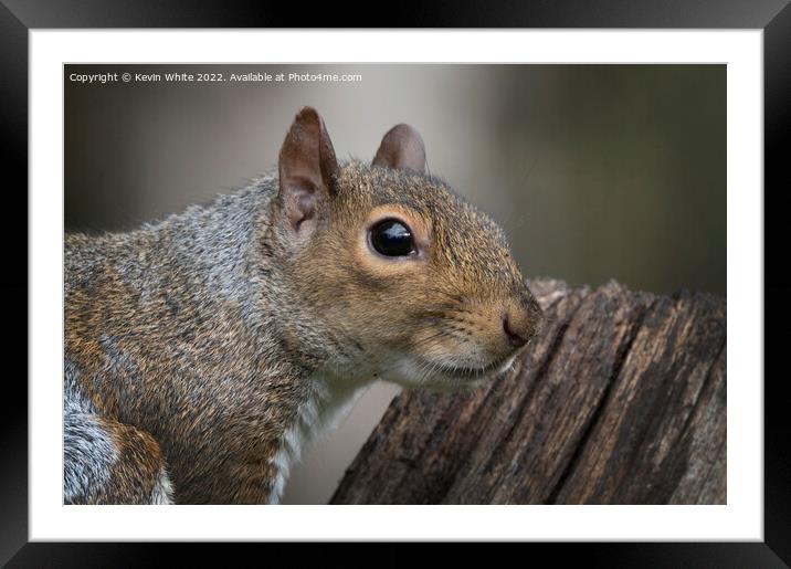 Grey Squirrel close up head shot Framed Mounted Print by Kevin White
