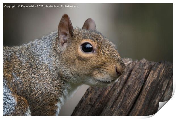 Grey Squirrel close up head shot Print by Kevin White