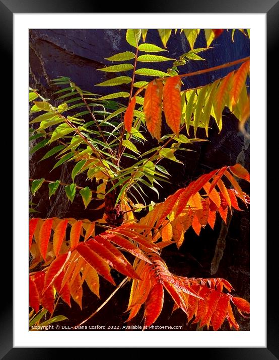 Uplifting leaves on an uplifting day Framed Mounted Print by DEE- Diana Cosford