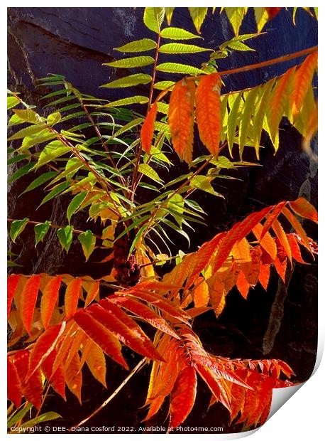 Uplifting leaves on an uplifting day Print by DEE- Diana Cosford