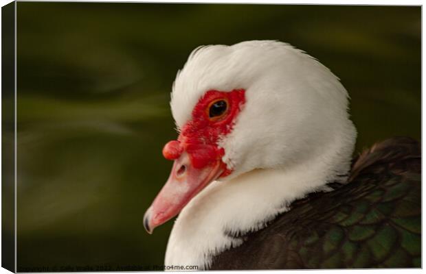 Muscovy duck Canvas Print by Sally Wallis