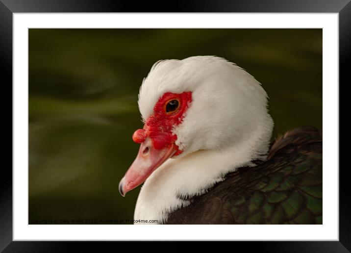 Muscovy duck Framed Mounted Print by Sally Wallis