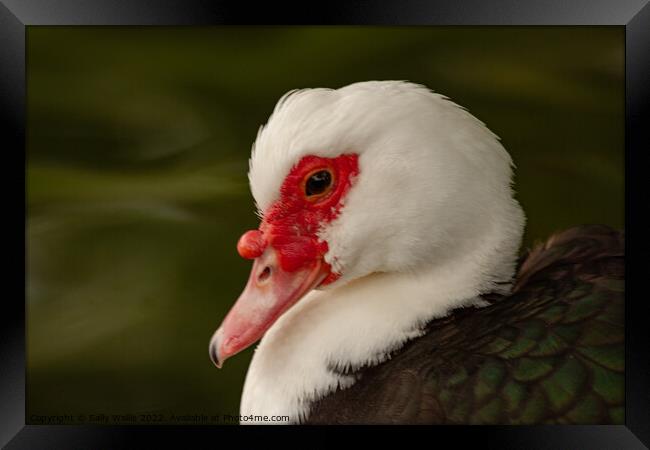 Muscovy duck Framed Print by Sally Wallis