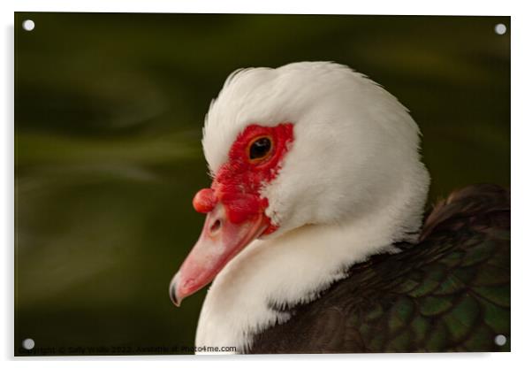 Muscovy duck Acrylic by Sally Wallis