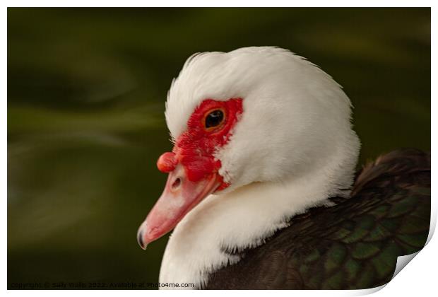 Muscovy duck Print by Sally Wallis