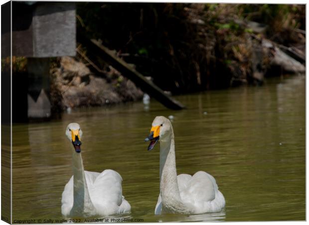 Whooper Swans in conversation Canvas Print by Sally Wallis
