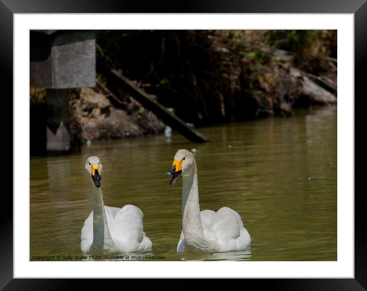 Whooper Swans in conversation Framed Mounted Print by Sally Wallis