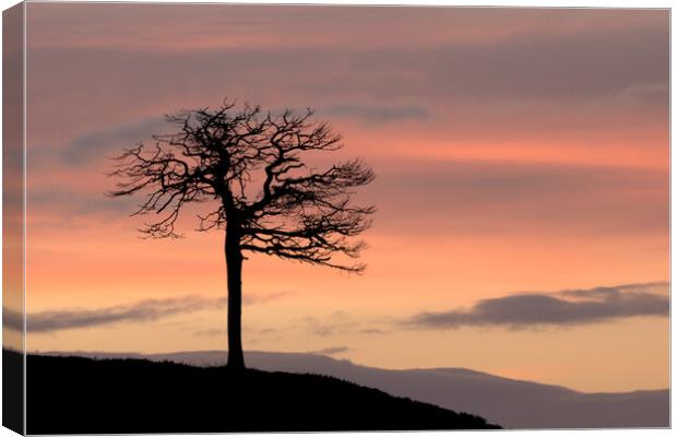 Lone Tree Silhouette Canvas Print by Macrae Images