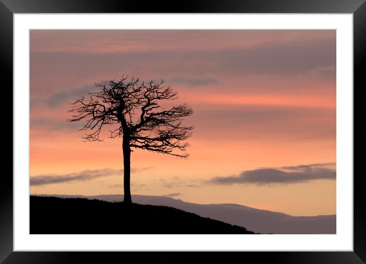 Lone Tree Silhouette Framed Mounted Print by Macrae Images