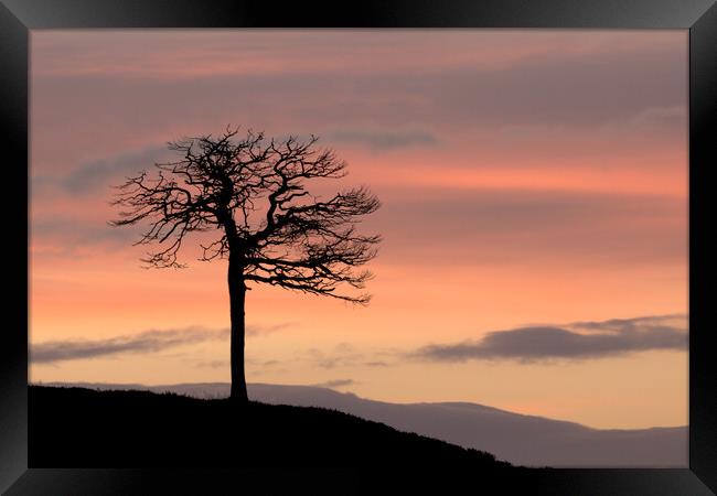 Lone Tree Silhouette Framed Print by Macrae Images