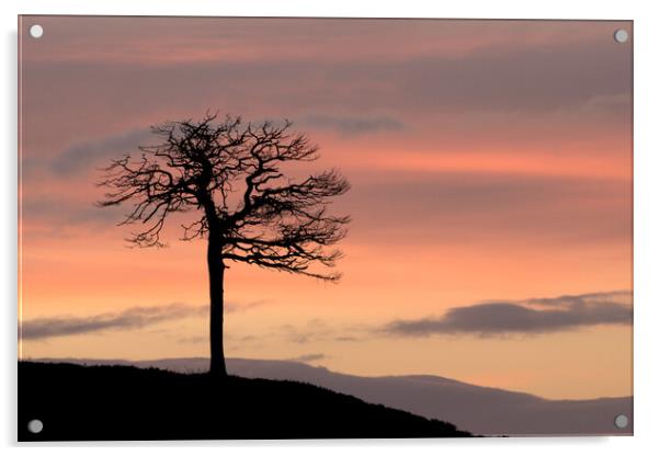 Lone Tree Silhouette Acrylic by Macrae Images