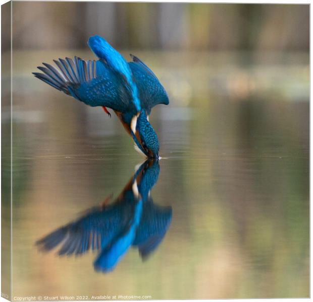A diving kingfisher Canvas Print by Stuart Wilson