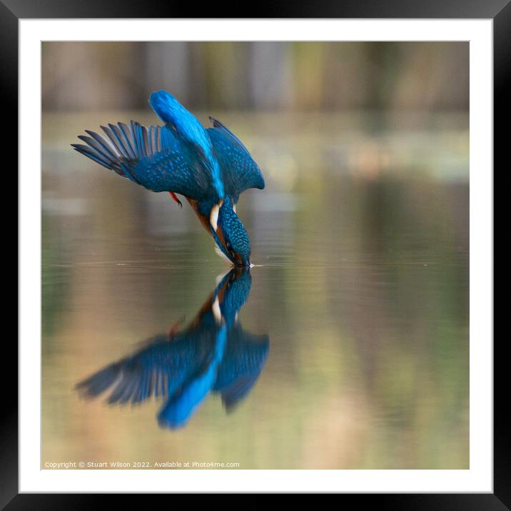 A diving kingfisher Framed Mounted Print by Stuart Wilson