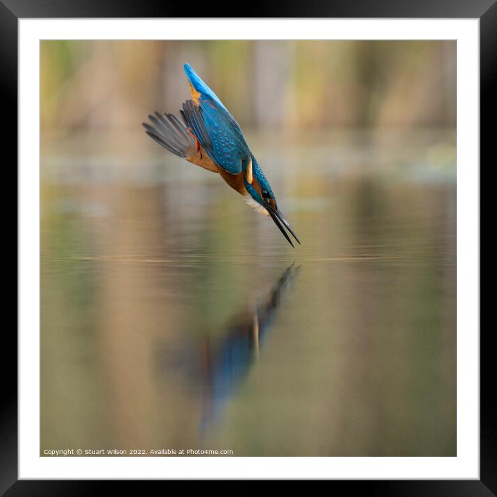 A diving kingfisher Framed Mounted Print by Stuart Wilson