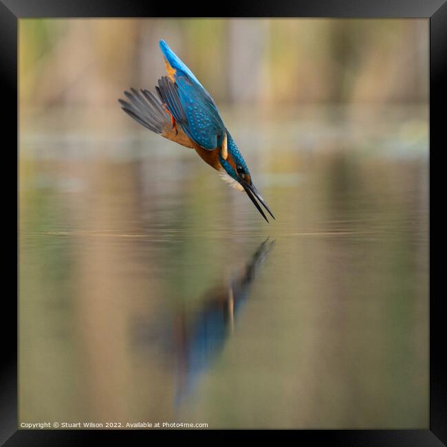 A diving kingfisher Framed Print by Stuart Wilson