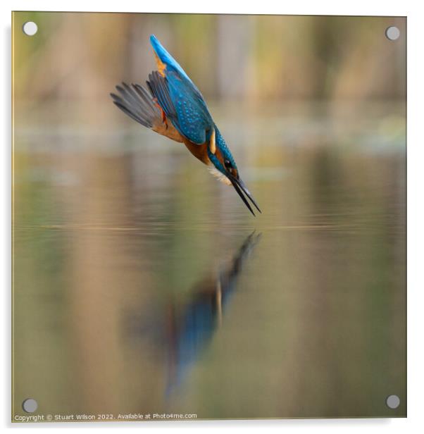 A diving kingfisher Acrylic by Stuart Wilson