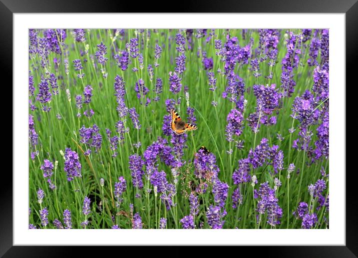 Butterfly in Lavender Framed Mounted Print by Susan Snow