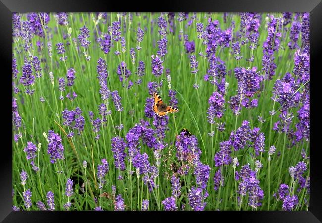 Butterfly in Lavender Framed Print by Susan Snow