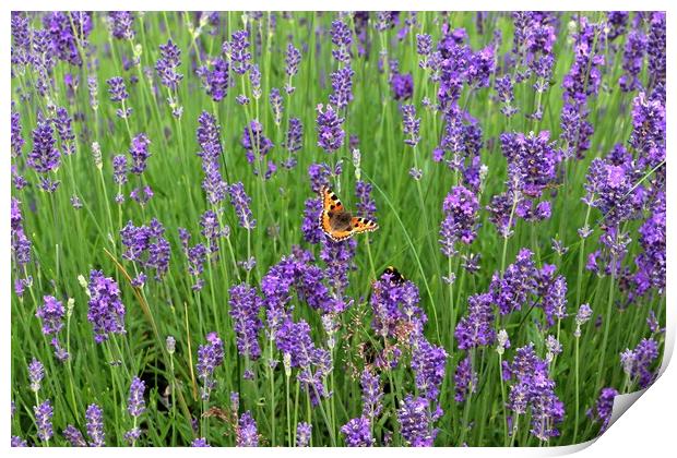 Butterfly in Lavender Print by Susan Snow