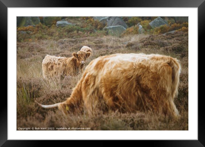 Baslow Edge Highland Cattle Framed Mounted Print by Bob Kent