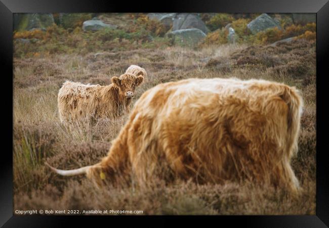 Baslow Edge Highland Cattle Framed Print by Bob Kent