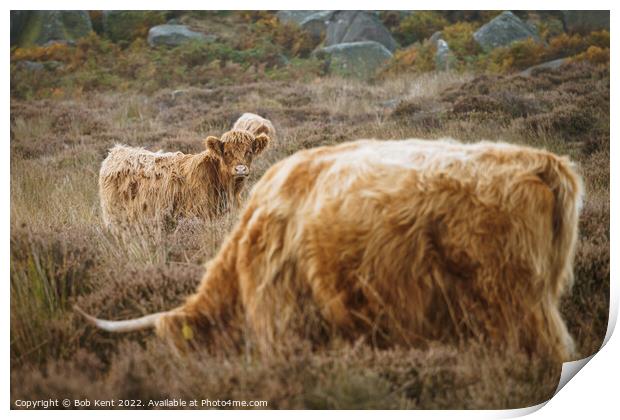 Baslow Edge Highland Cattle Print by Bob Kent