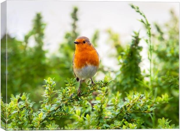 English Robin Perched on Shrubbery Canvas Print by Susie Peek