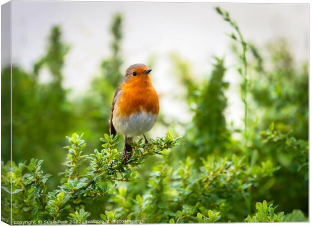English Robin Perched on Shrubbery Canvas Print by Susie Peek