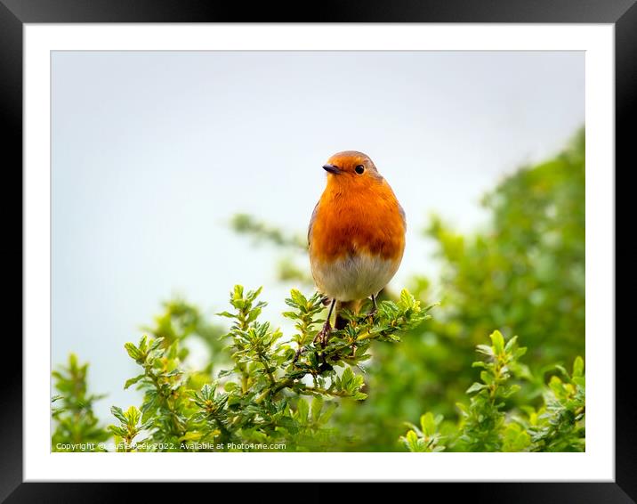 English Robin Perched on Shrubbery Framed Mounted Print by Susie Peek