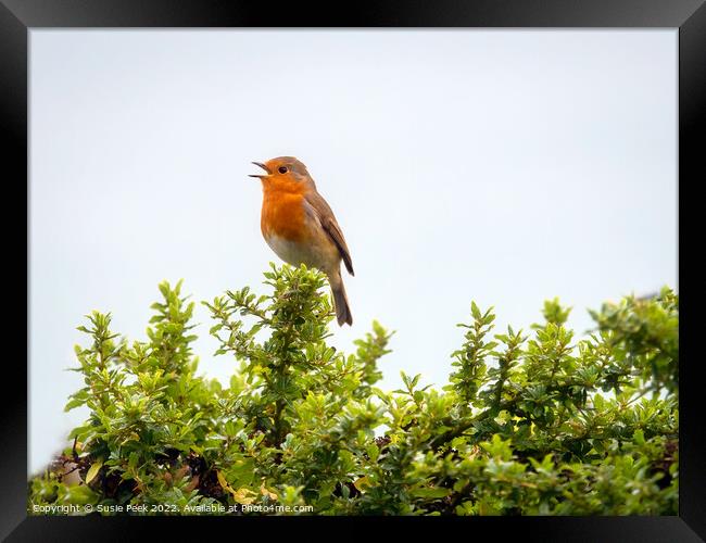 English Robin Perched on Shrubbery Framed Print by Susie Peek