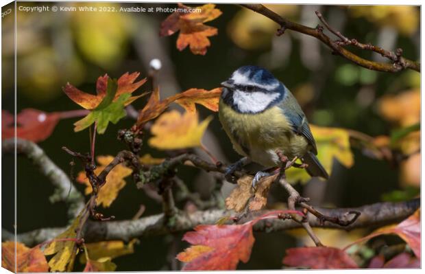 Blue tit and autumn leaves Canvas Print by Kevin White