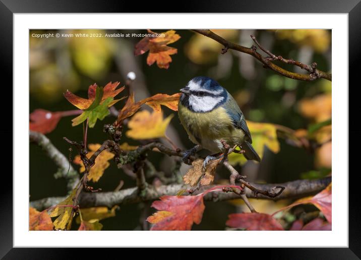 Blue tit and autumn leaves Framed Mounted Print by Kevin White