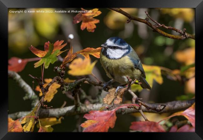 Blue tit and autumn leaves Framed Print by Kevin White