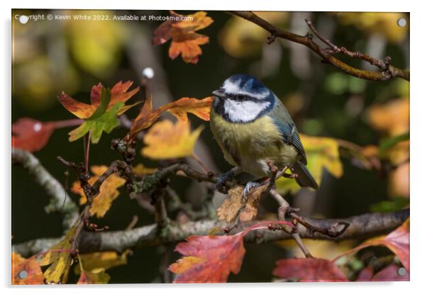 Blue tit and autumn leaves Acrylic by Kevin White